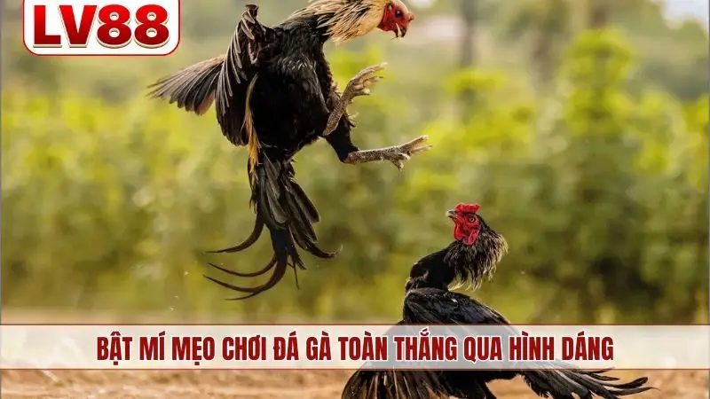 Bật mí mẹo chơi đá gà toàn thắng qua hình dáng