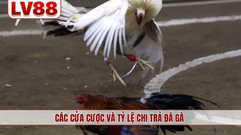 Các cửa cược và tỷ lệ chi trả đá gà