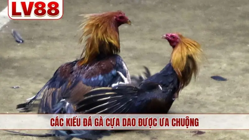 Các kiểu đá gà cựa dao được ưa chuộng