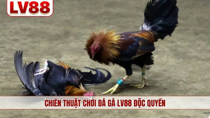 Chiến thuật chơi đá gà LV88 độc quyền