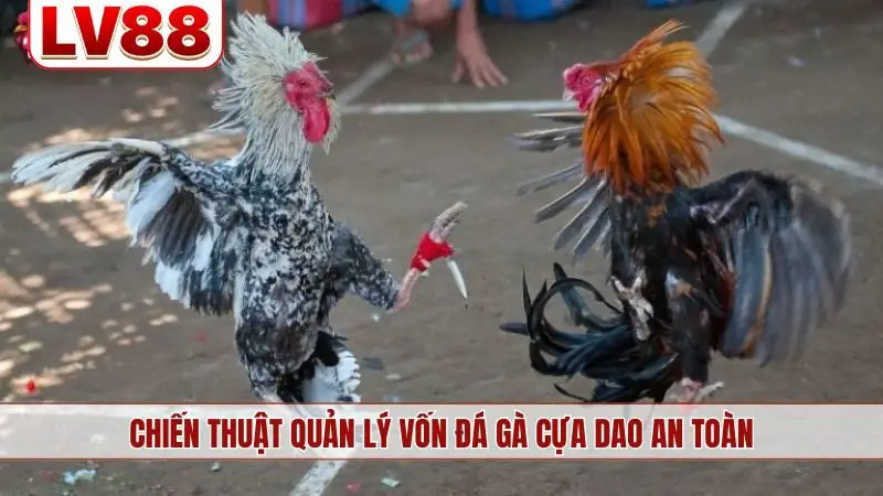 Chiến thuật quản lý vốn đá gà cựa dao an toàn