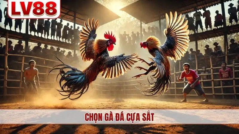chọn gà đá cựa sắt