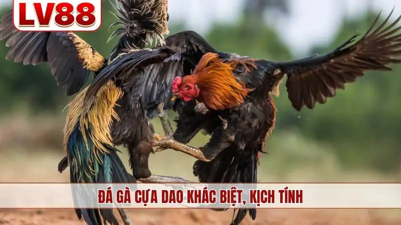 Đá gà cựa dao khác biệt, kịch tính