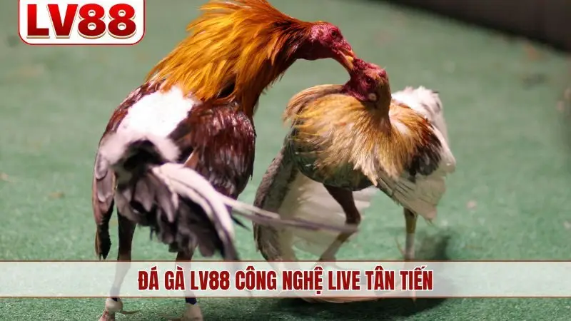 Đá gà LV88 công nghệ live tân tiến